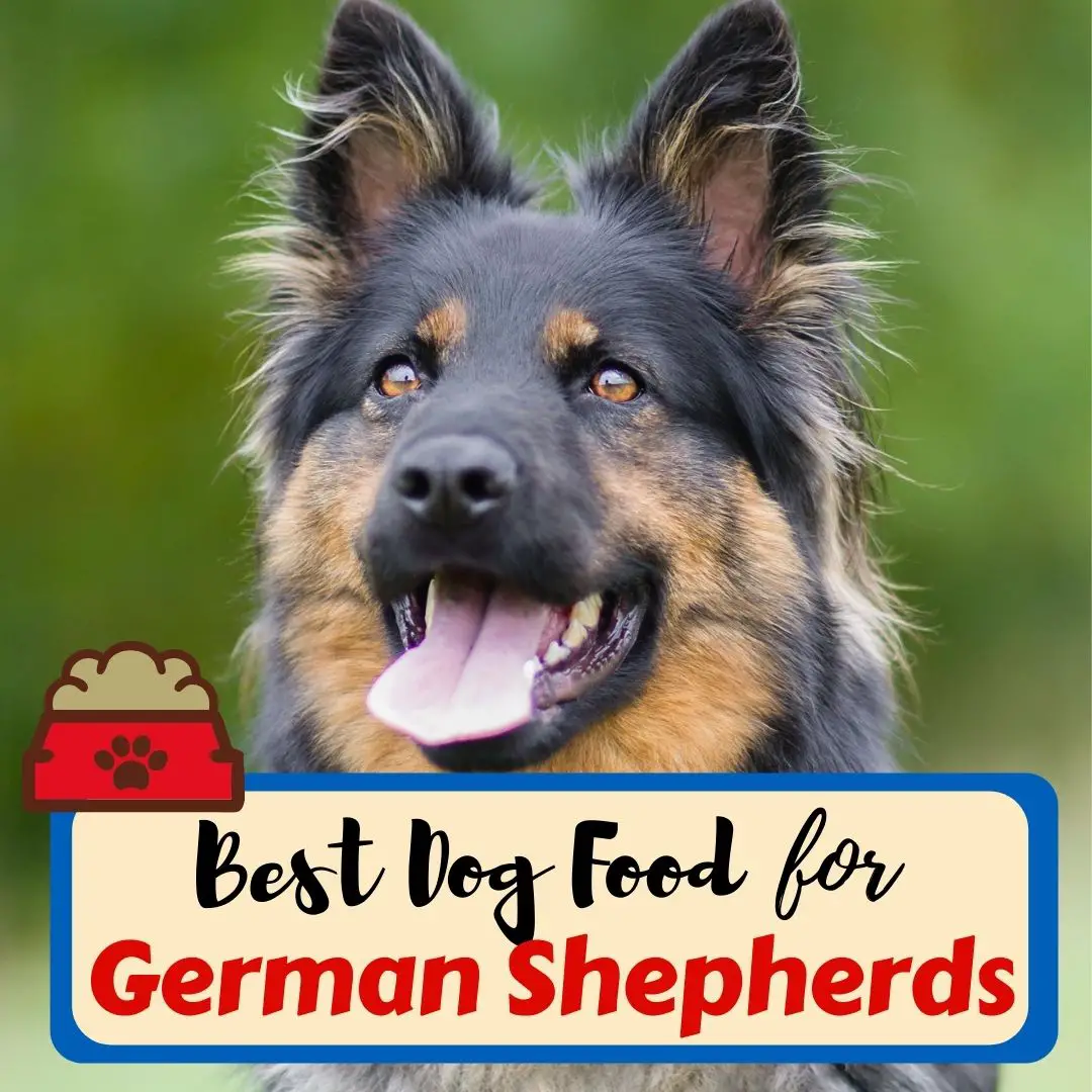 8 Best Dog Food for German Shepherds