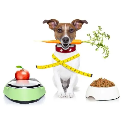 Dog Nutrition Guides