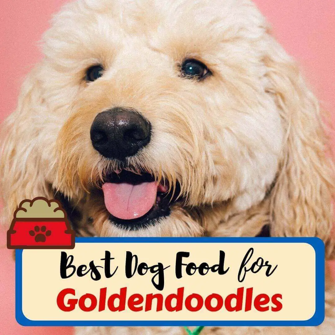 Best dog food for goldendoodles