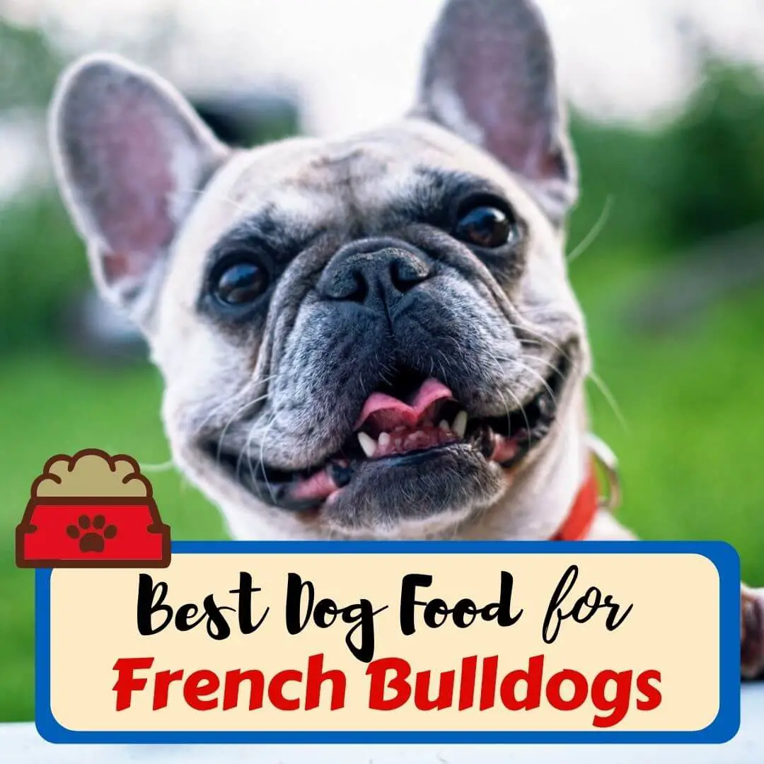 best dog food for french bulldogs