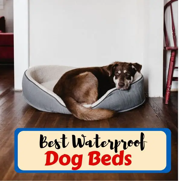 best waterproof dog bed