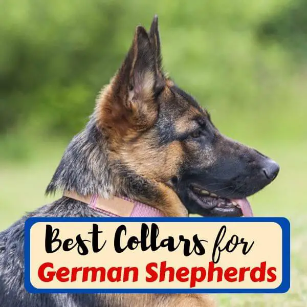 best collars for german shepherds