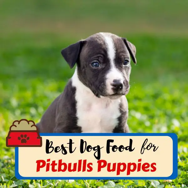 best puppy food for pitbulls