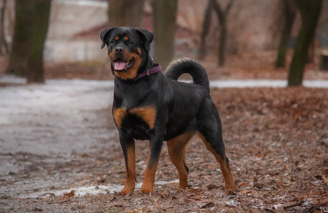 best dog food for rottweilers