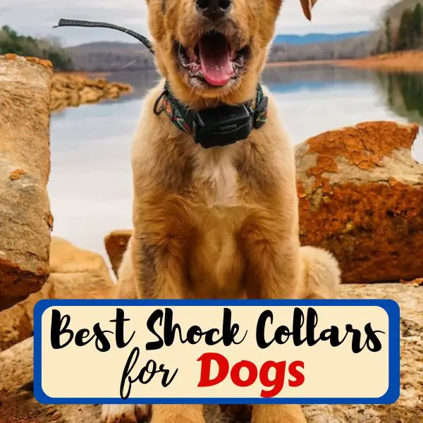 best shock collar for dogs