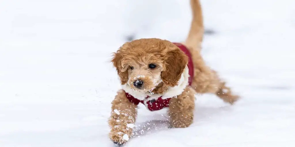 best dog food for Goldendoodle puppies