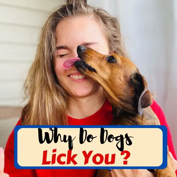 why do dogs lick you