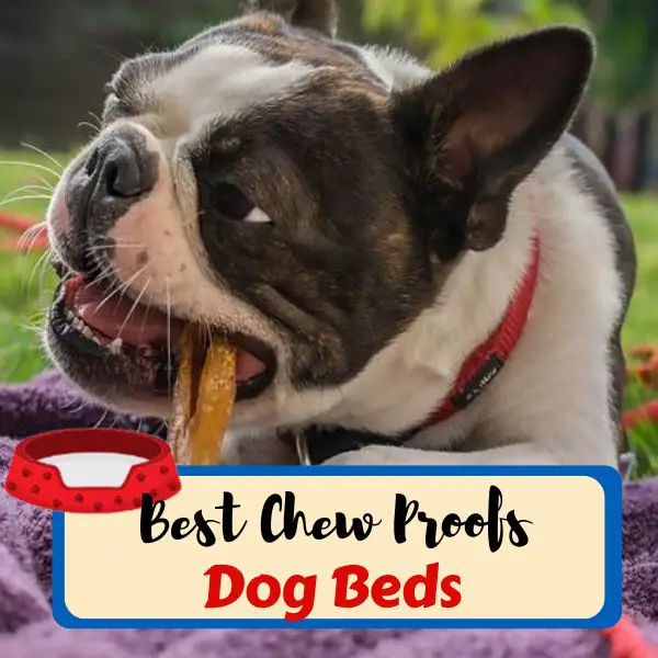 best chew proof dog beds
