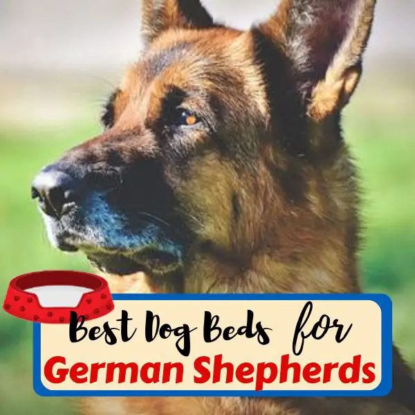 Best Dog Beds for German Shepherds