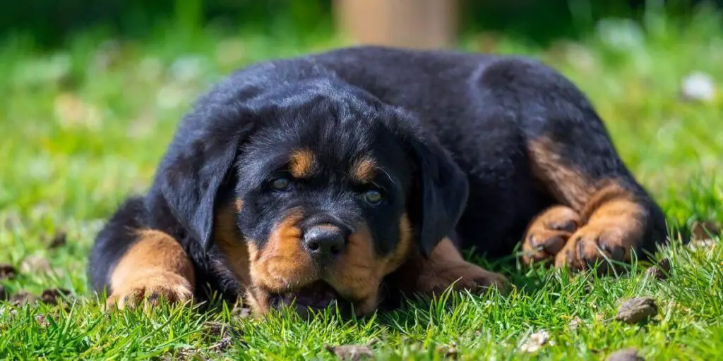 best dog food for rottweilers puppies