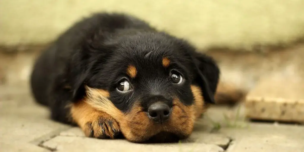 best dog food for rottweiler puppies