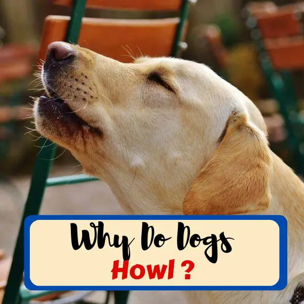 why do dogs howl
