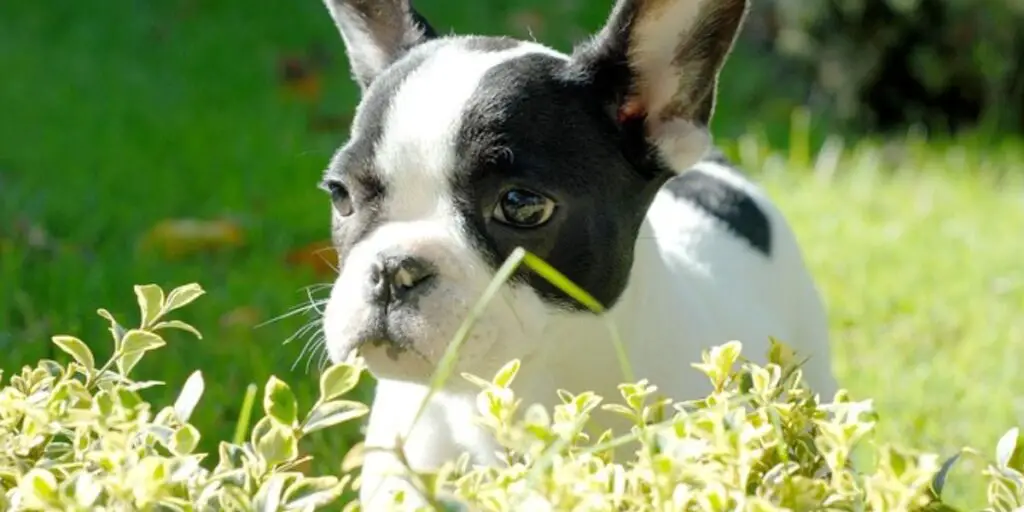 best puppy food for french bulldog