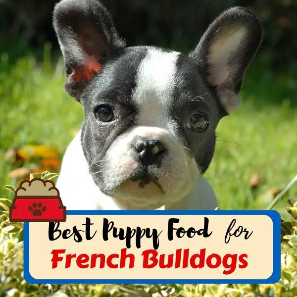 best food for french bulldog puppy