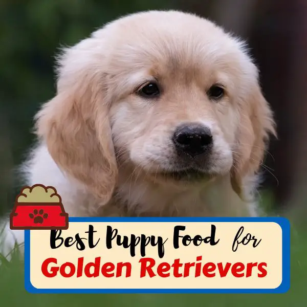 Best Puppy Food for Golden Retrievers
