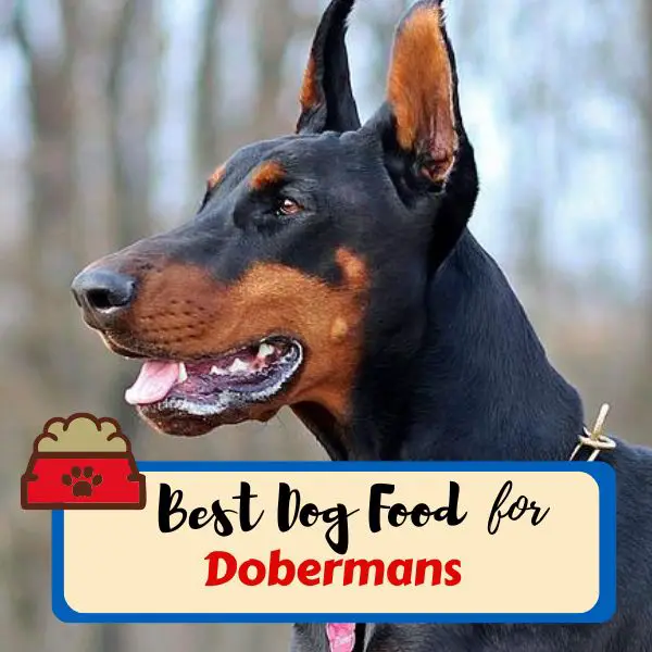 best dog food for dobermans