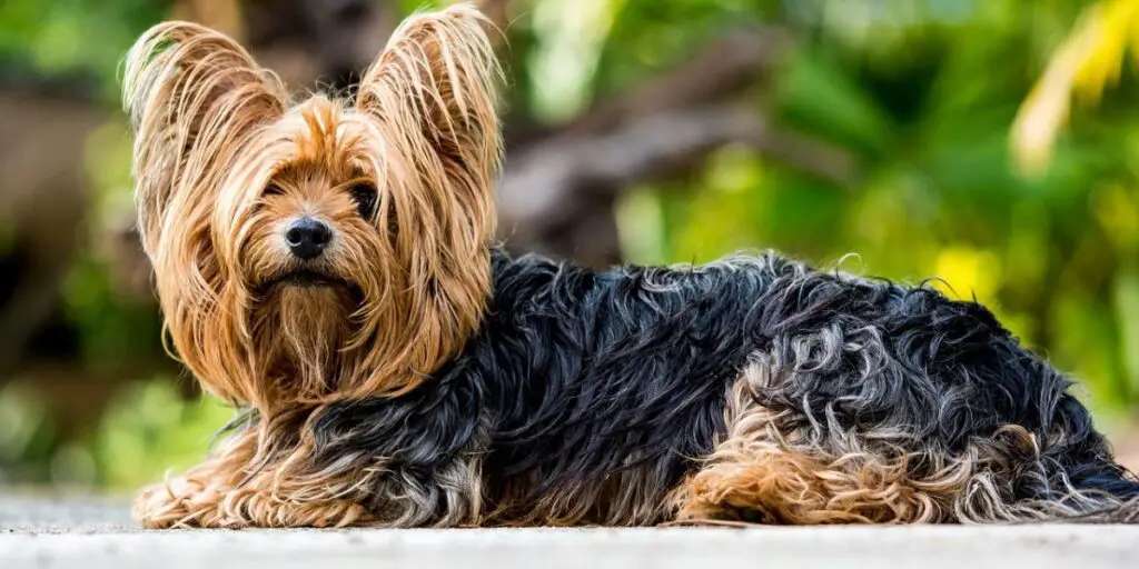 Best Dog Food for Yorkies
