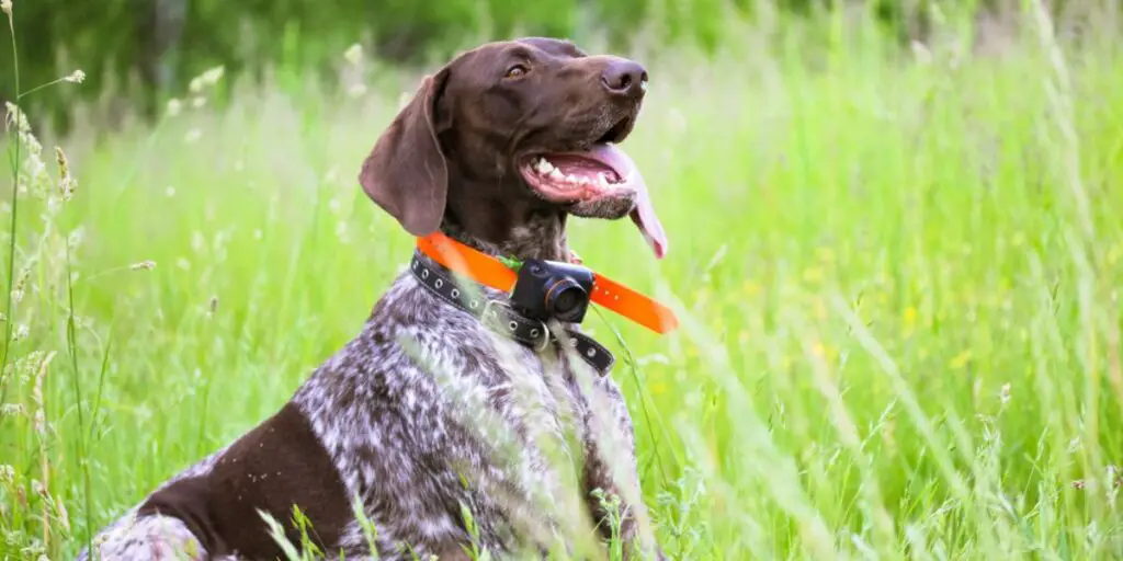 Best Dog Collar for Large Dogs