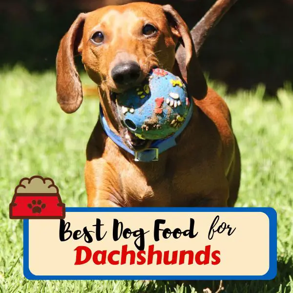 Best dog food for Dachshunds