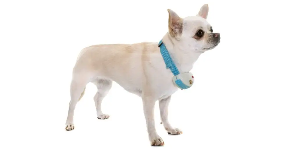best bark collar for small dogs