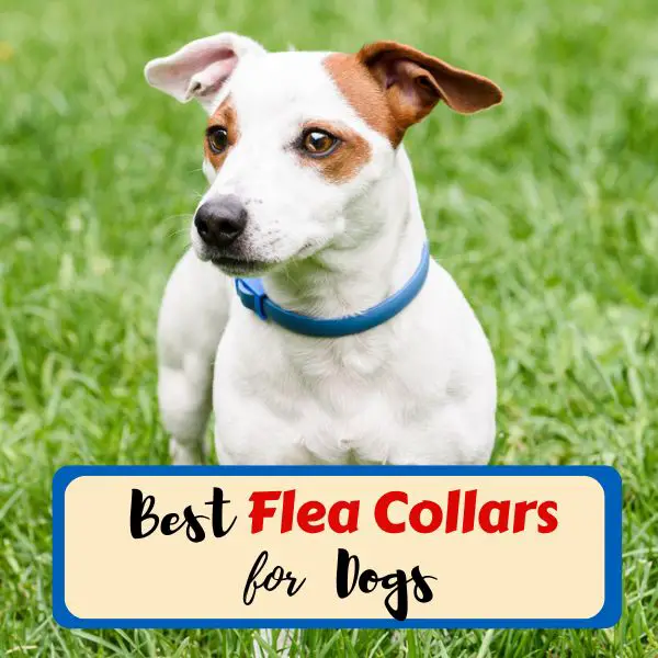 best flea collars for dogs