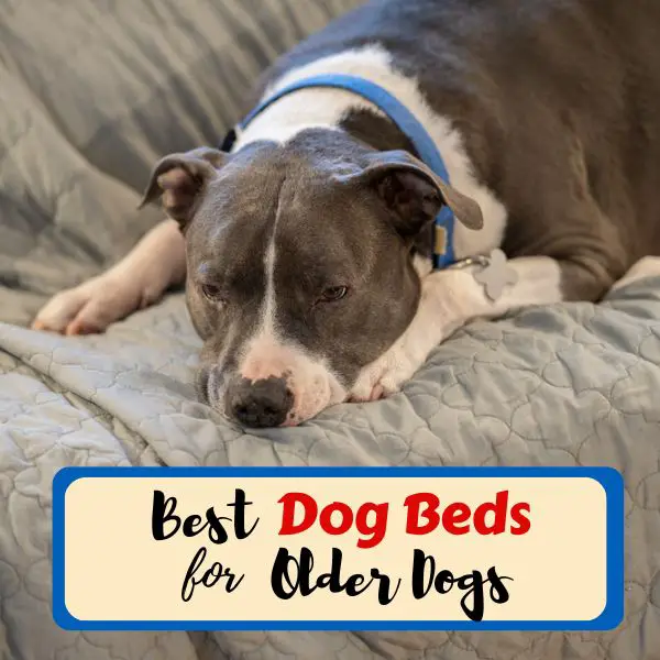 Best Dog Beds for older dogs