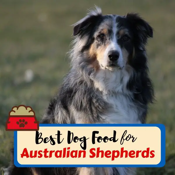 best dog food for australian shepherds