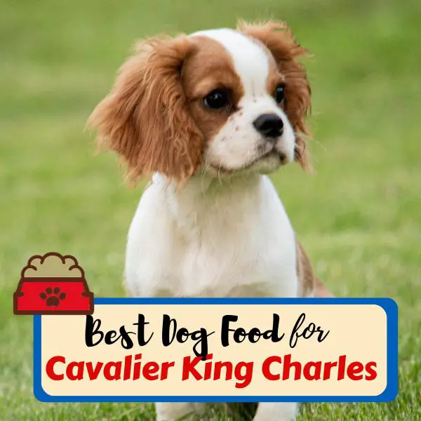 best dog food for cavalier king charles