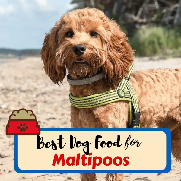 Best Dog Foods for Maltipoos