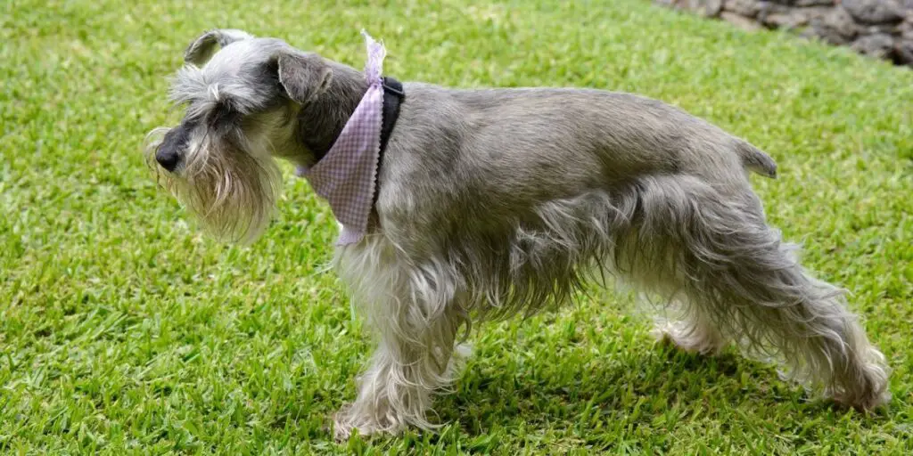 Best Dog Foods for Schnauzers