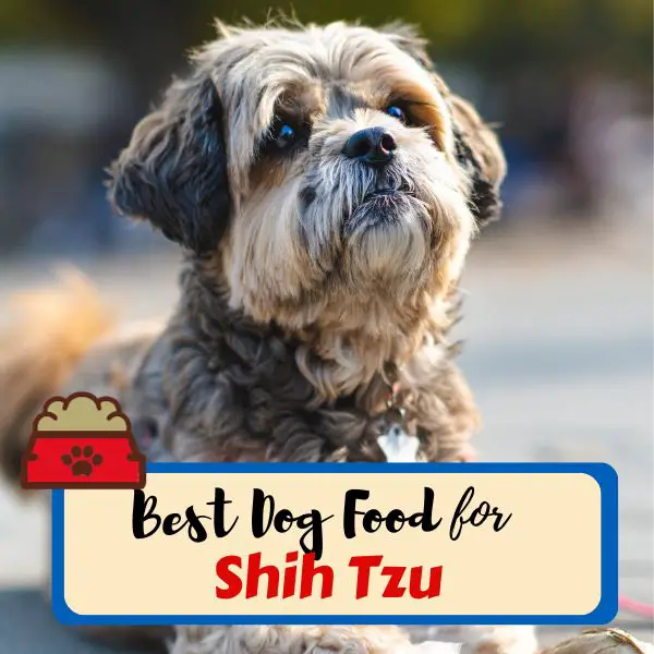 Best dog food for Shih Tzu