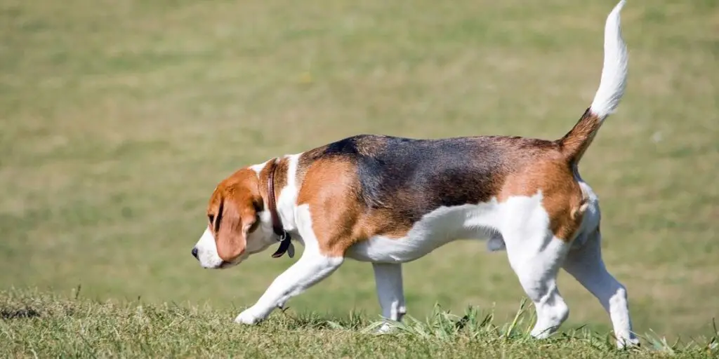 Best Dog Foods for Beagles