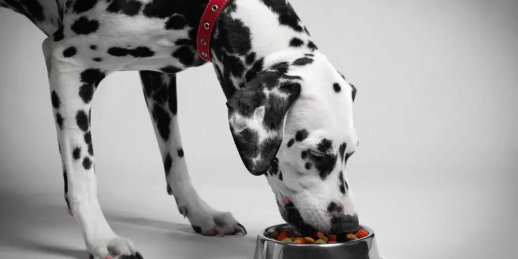 best dog food for dalmatians