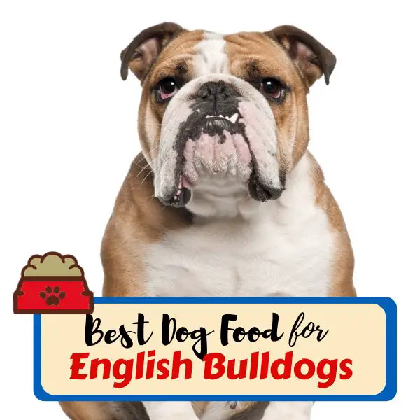 best dog food for english bulldogs