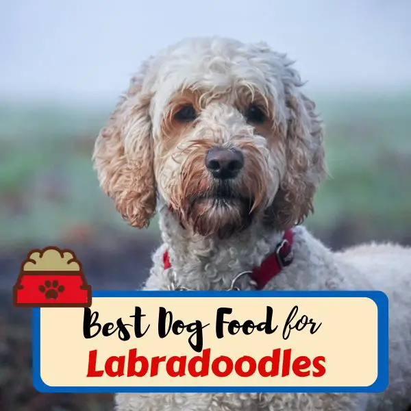 Best Dog Food for Labradoodles