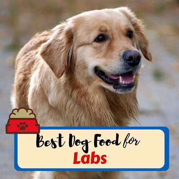 best dog foods for labs